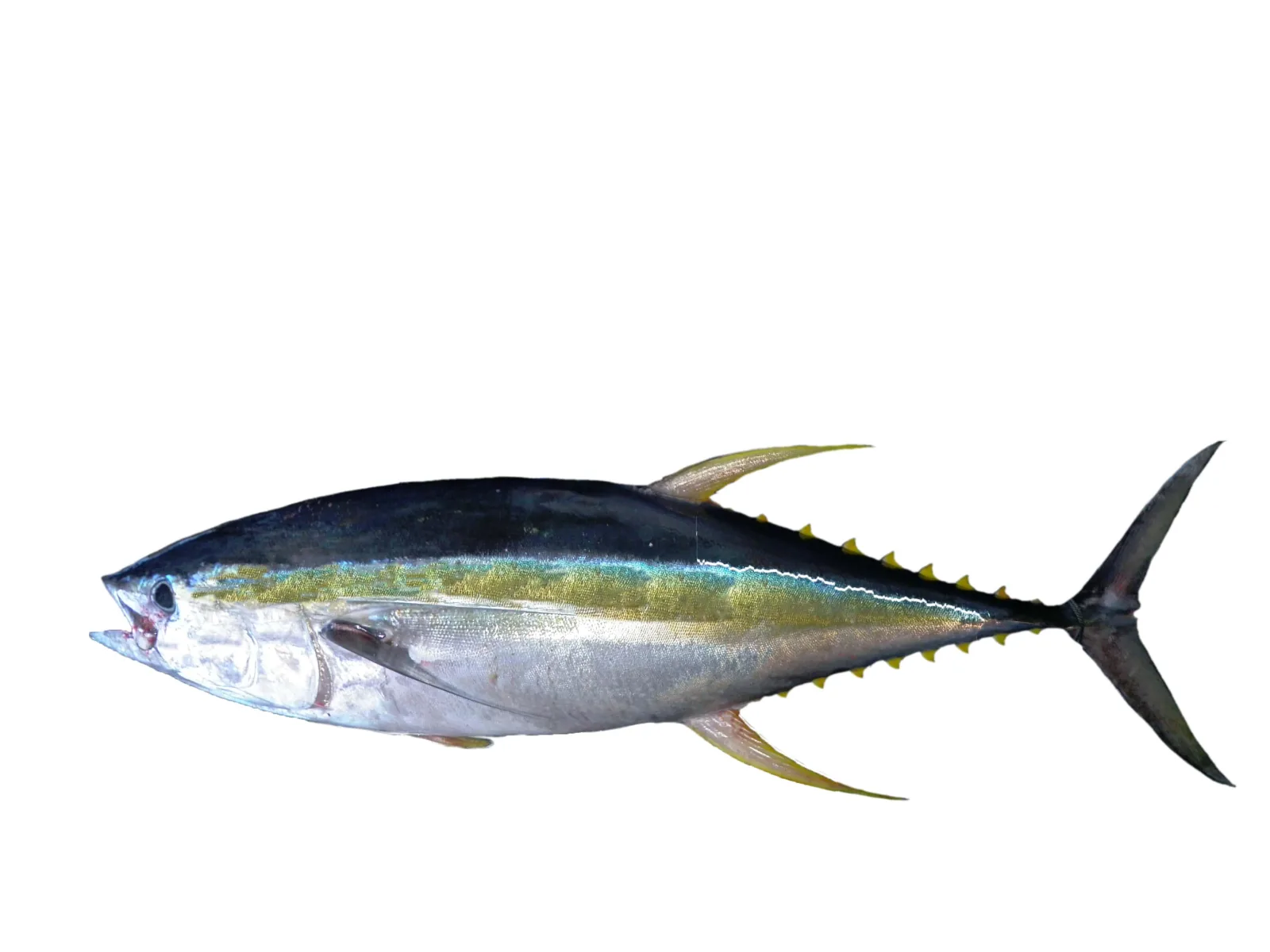 Yellowfin tuna