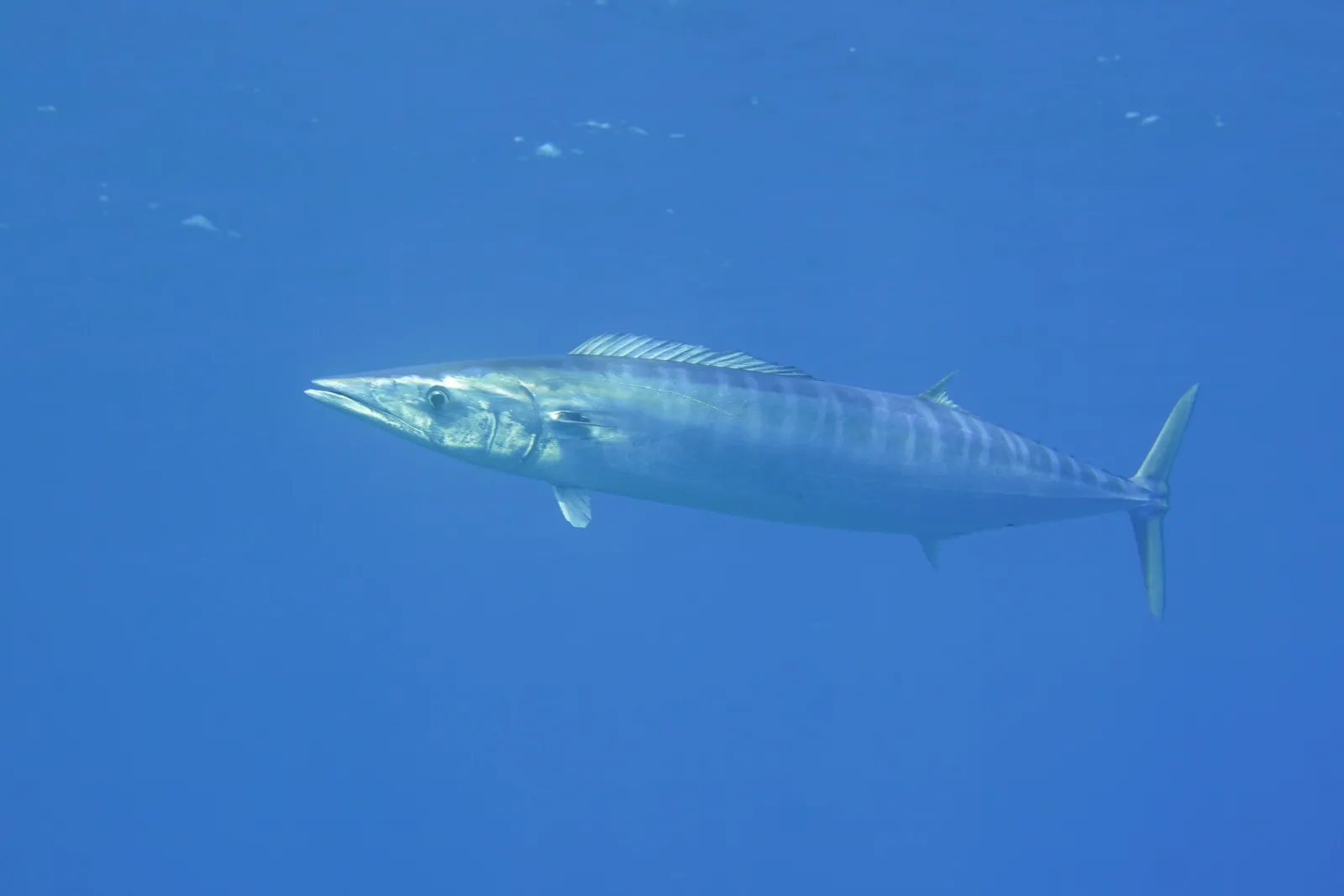 Wahoo