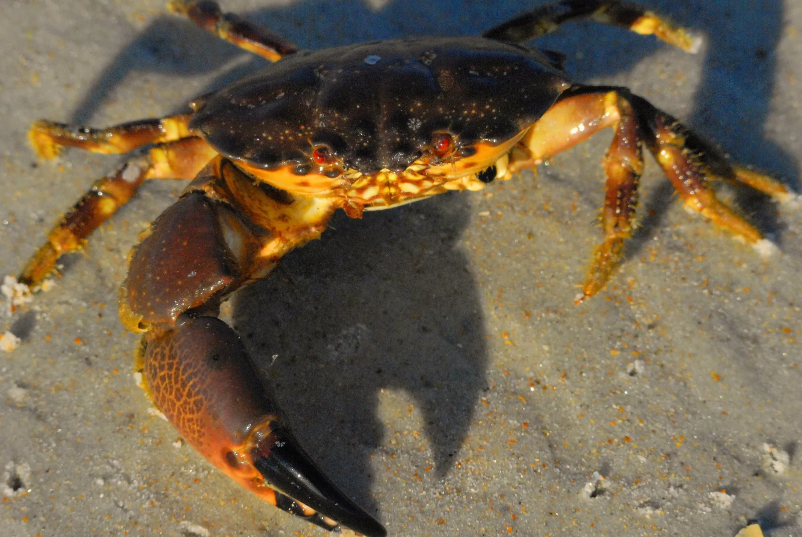 Stone crab