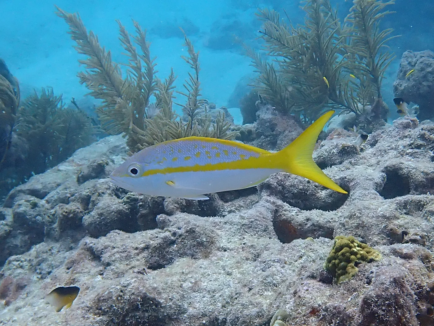 Yellowtail snapper