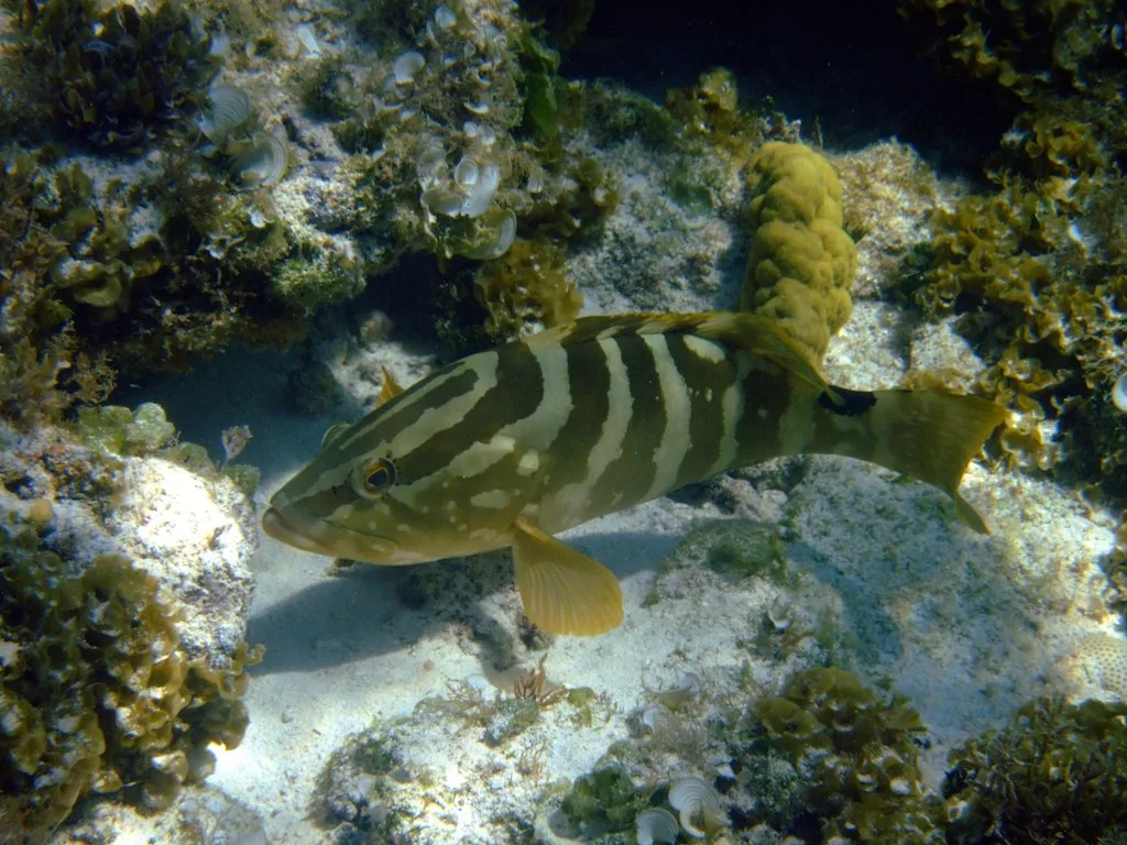 Nassau grouper