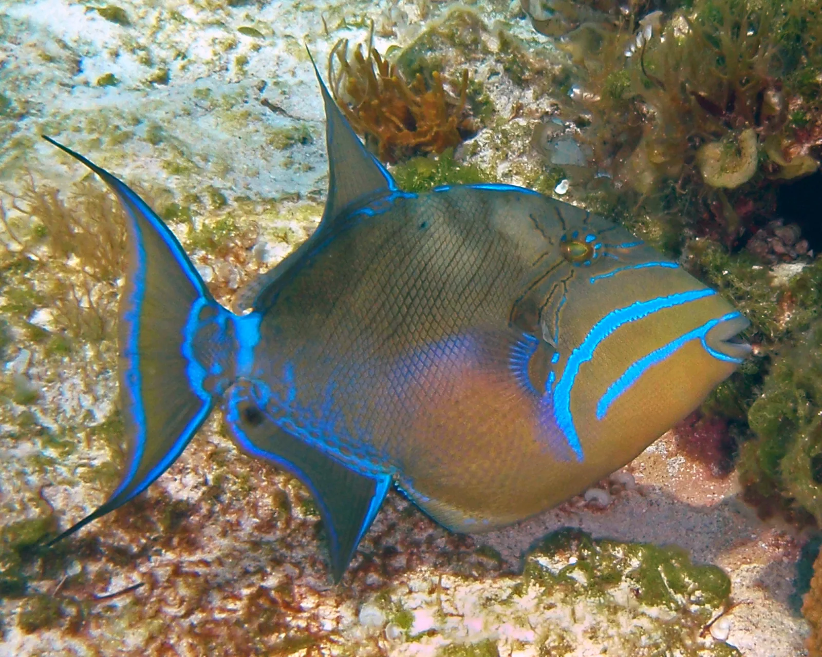 Queen triggerfish