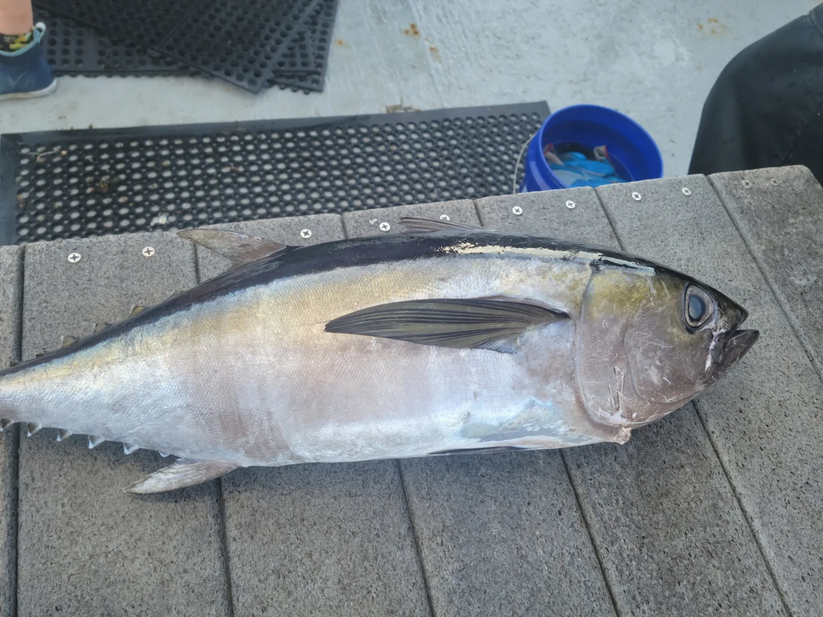 Blackfin tuna
