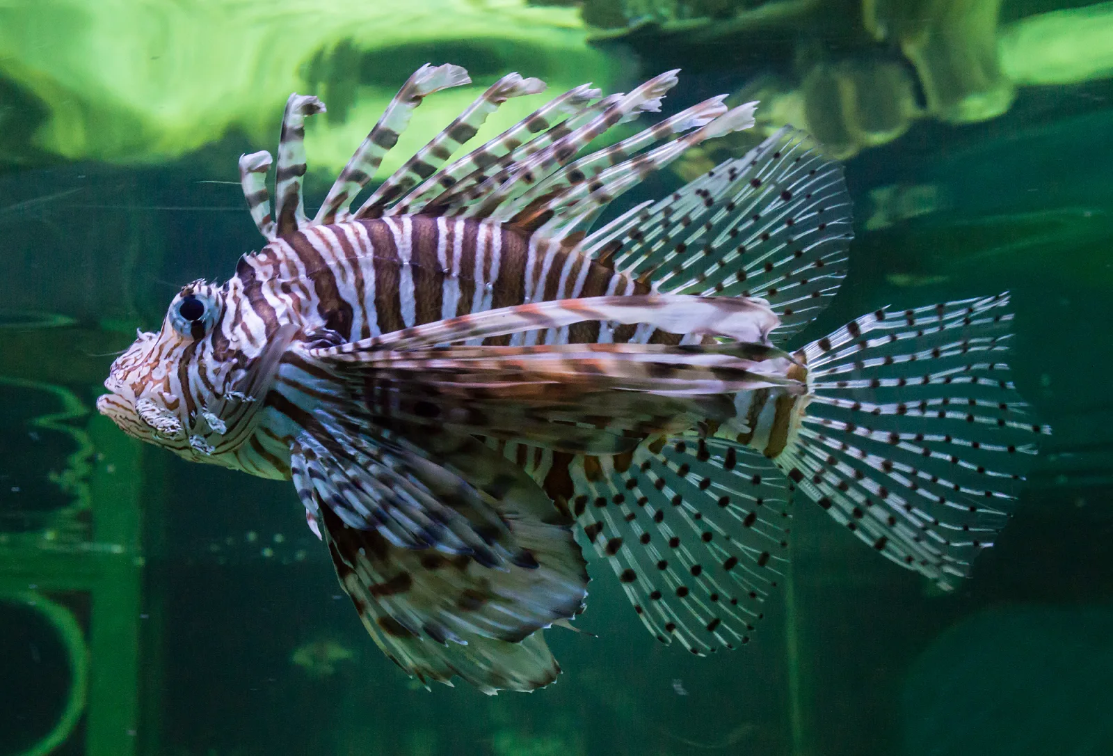 Lionfish