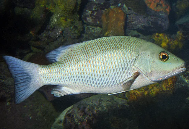 Grey snapper