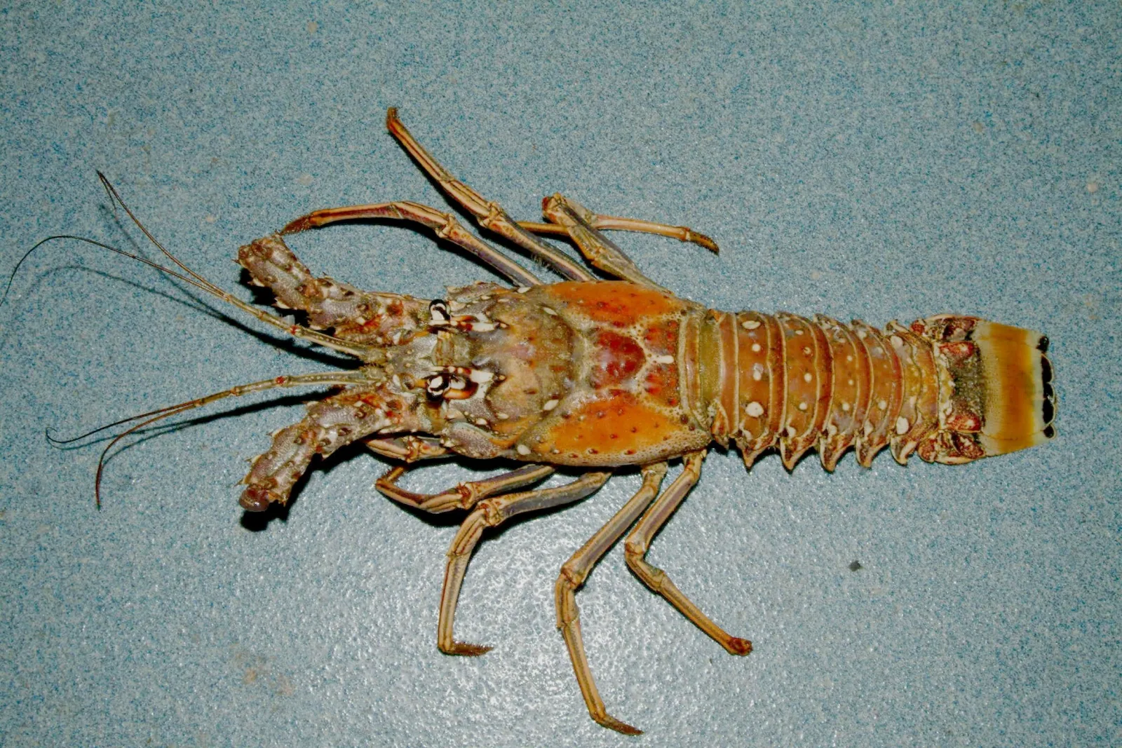 Spiny lobster