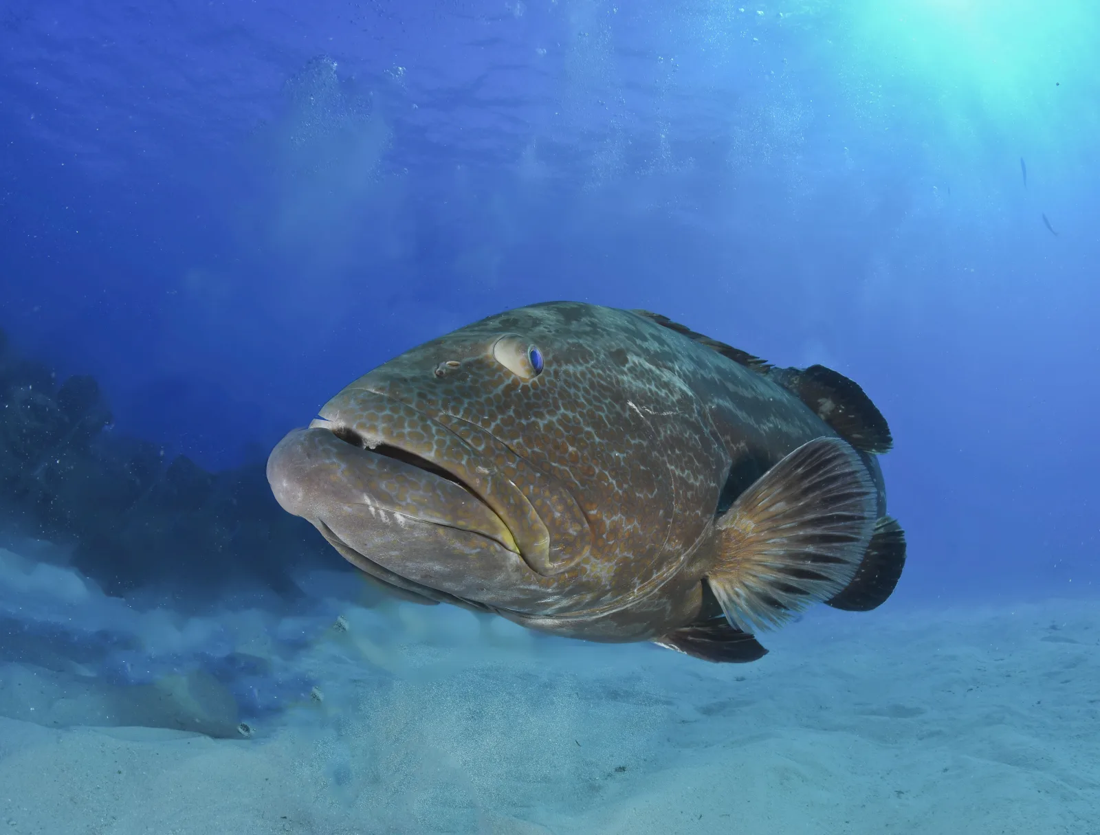 Black grouper