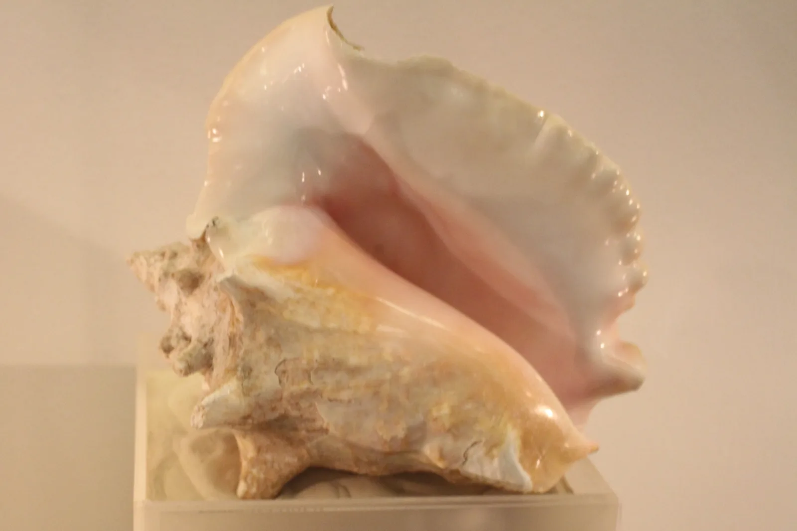 Queen conch